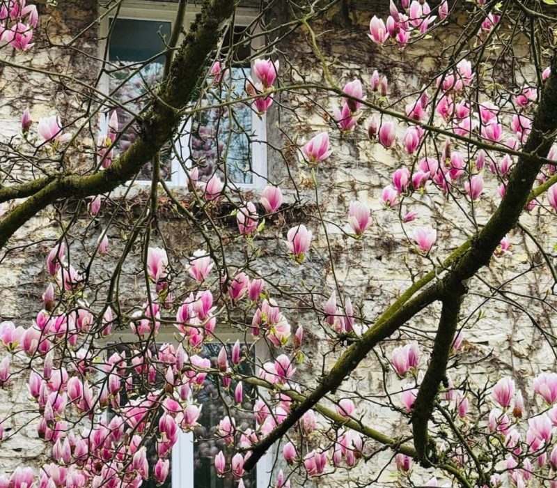 magnolia tree against windown